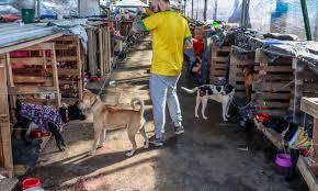 Animais domésticos continuam sendo resgatados de áreas alagadas no RS