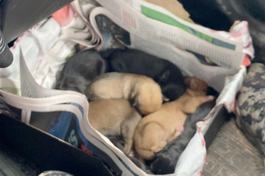 Cachorra prenha é abandonada e dá à luz 15 filhotes