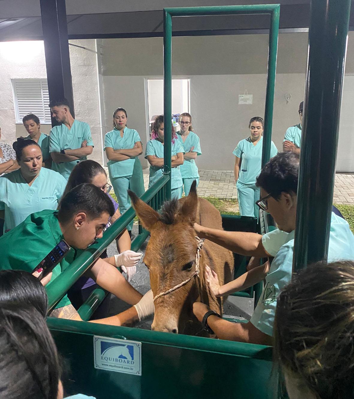 Clínica Veterinária e Centro Diagnóstico VETUSF realiza primeira cirurgia em animal de grande porte