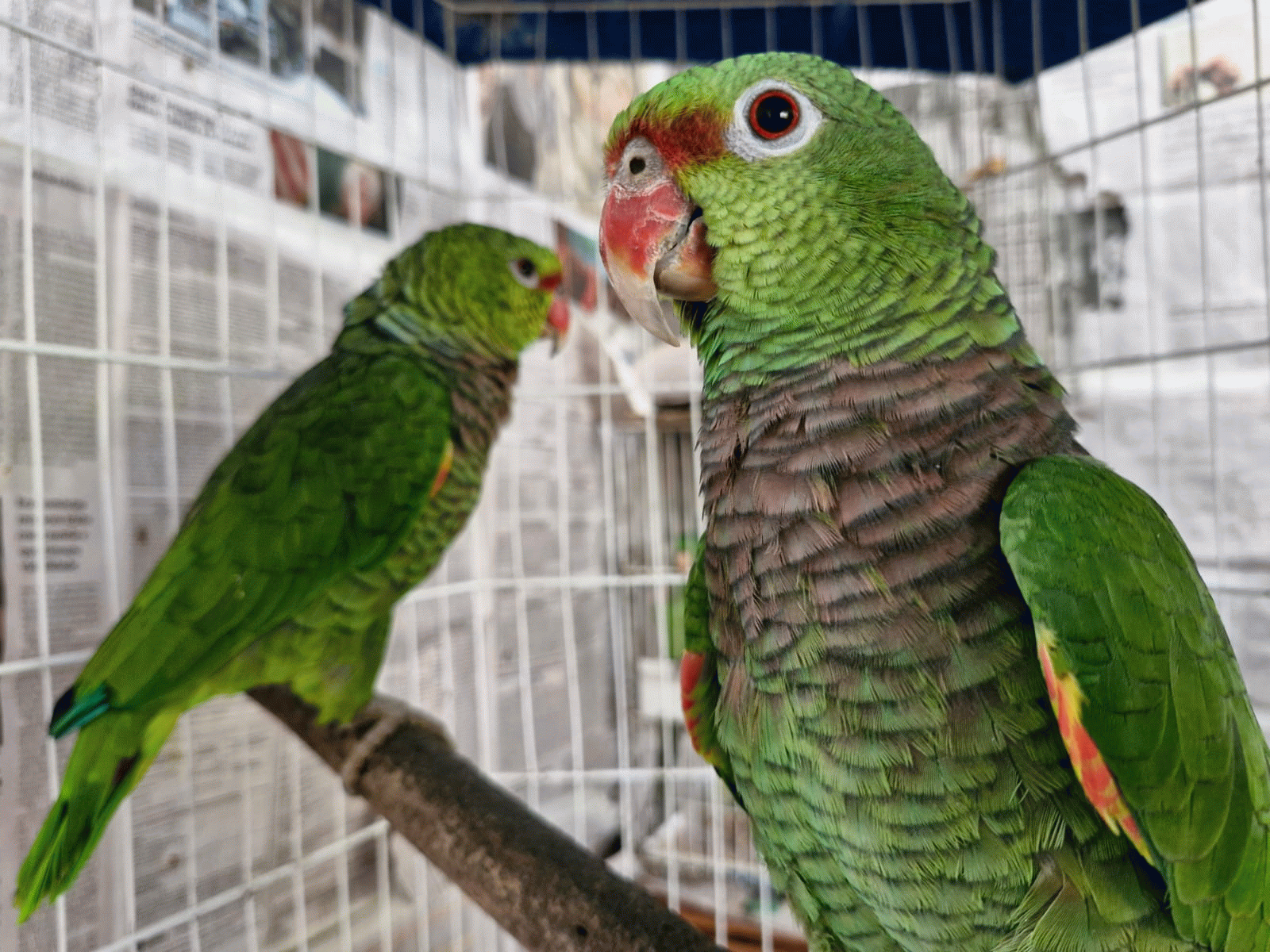 Ameaçados de extinção, dois papagaios-de-peito-roxo criados como pet chegam  ao Cras da Mata Ciliar - Jornal de Itatiba