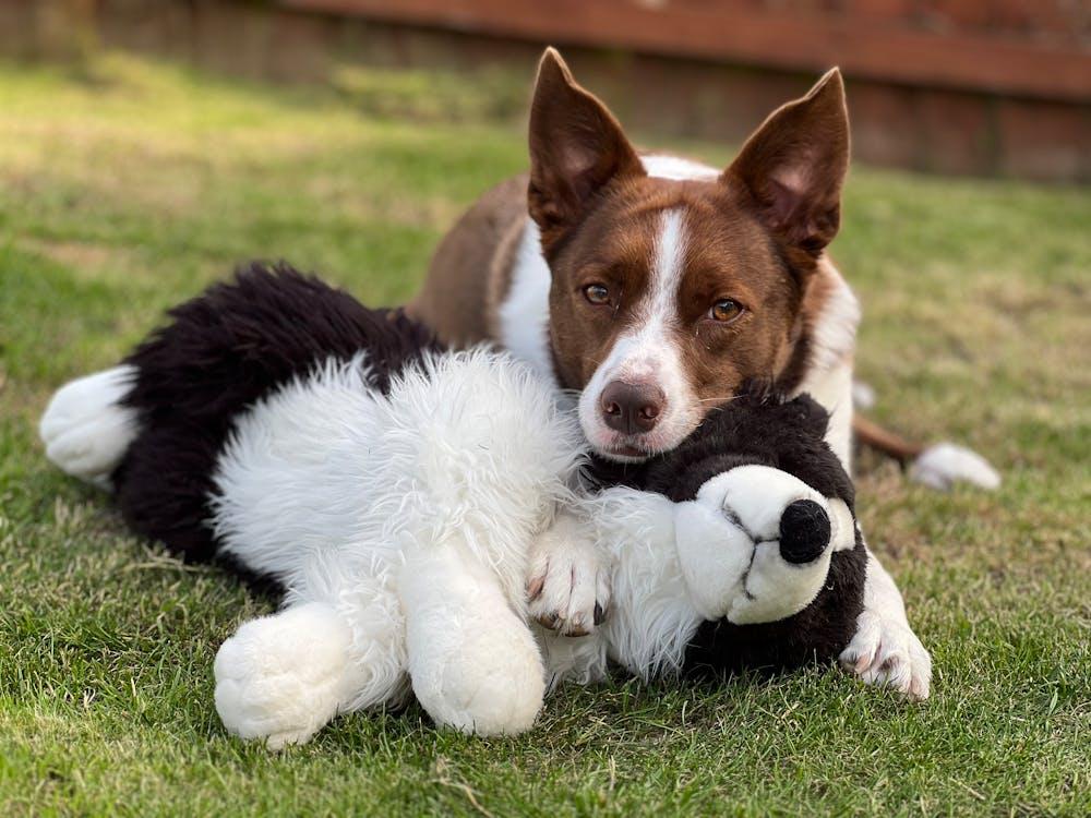 Entenda porque alguns pets amam pelúcias