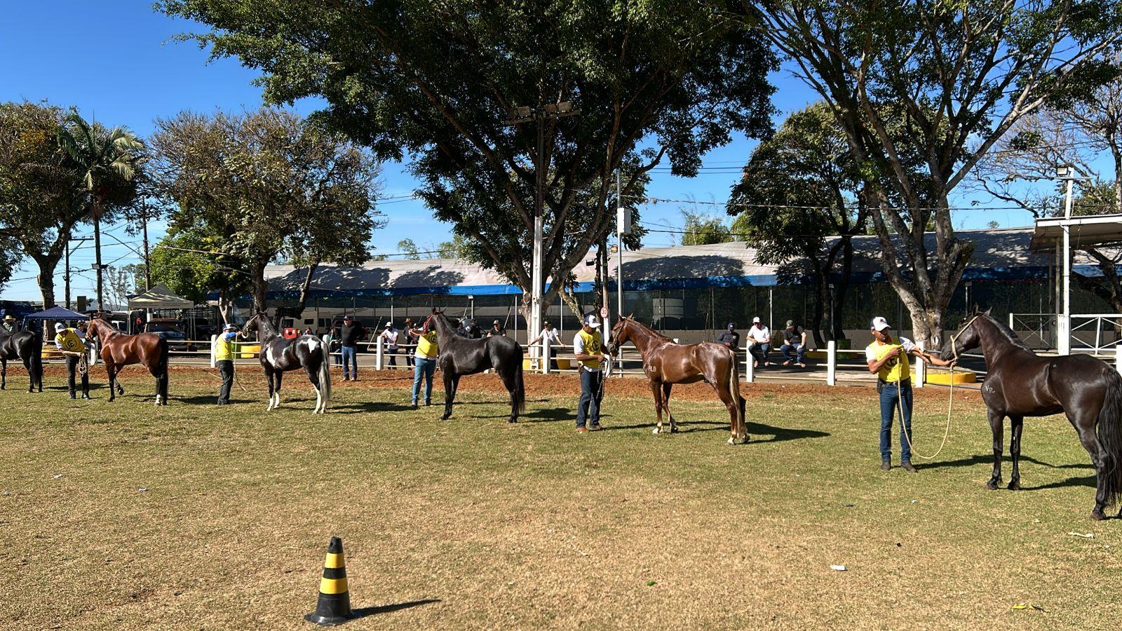 Exposição de Cavalos Mangalarga Marchador em Bragança Paulista acontece até sábado (22/06)