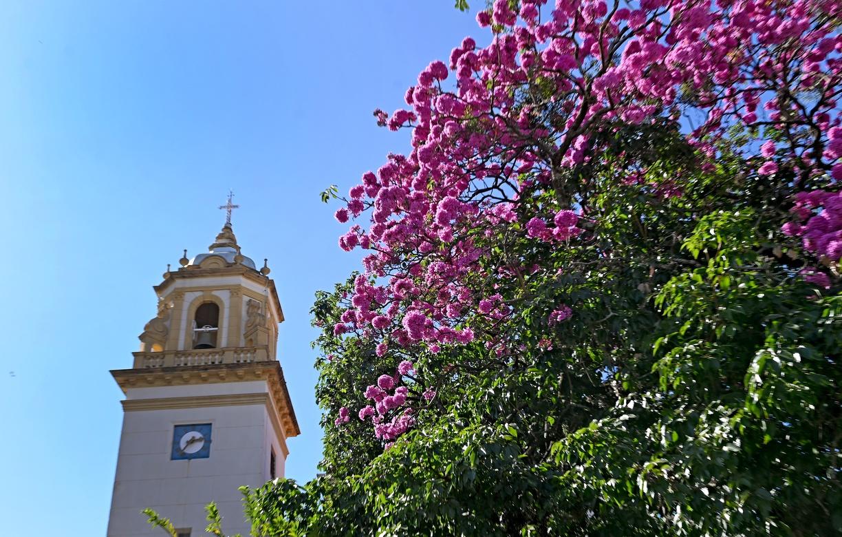 Ipês começam a colorir Campinas no inverno e podem ser vistos pelos caminhos afora