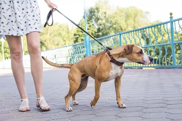 Justiça considera ilegal Lei de Jundiaí que fala sobre circulação de animais em condomínios