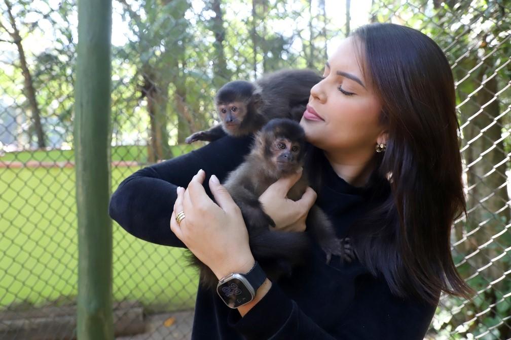 Macacos-pregos resgatados por tráfico alegram os visitantes no Bosque dos Jequitibás