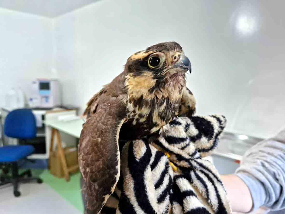 Mata Ciliar recebe falcão-de-coleira com “doença de aves”