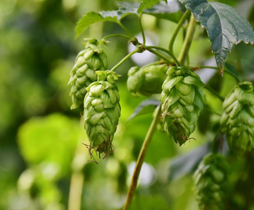 SP quer expandir produção de lúpulo, principal ingrediente da cerveja