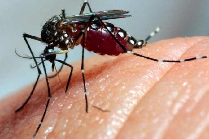 Campinas confirma mais duas mortes por dengue; total de óbitos chega a 48