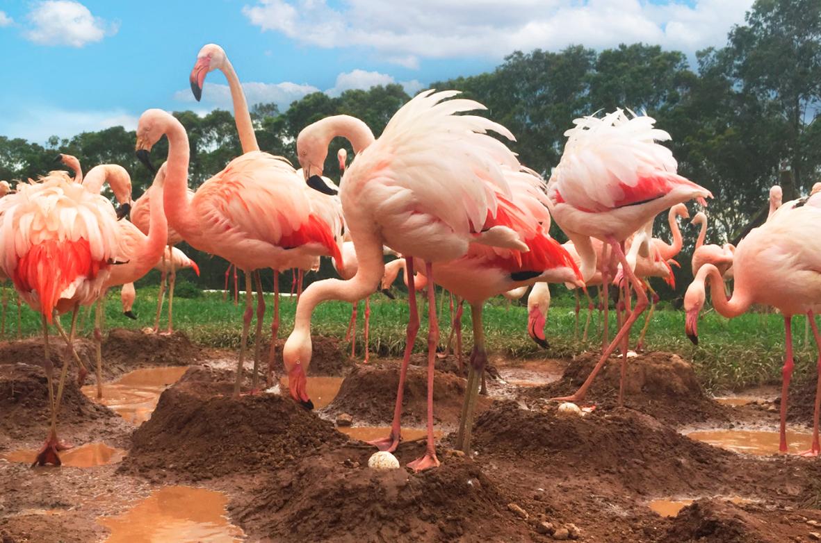 Flamingos: conheça um pouco sobre esses ícones de elegância e fascínio natural