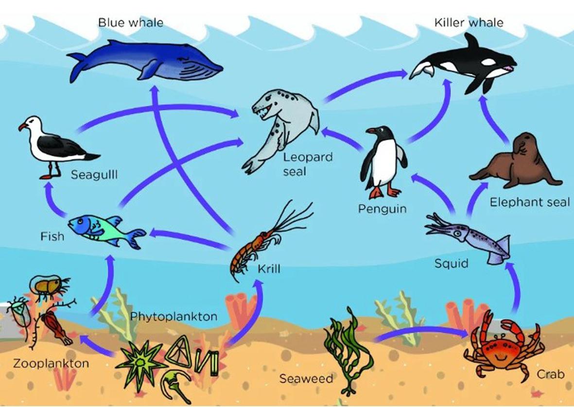 O segredo desconhecido das baleias: como suas fezes sustentam o oceano e o planeta?