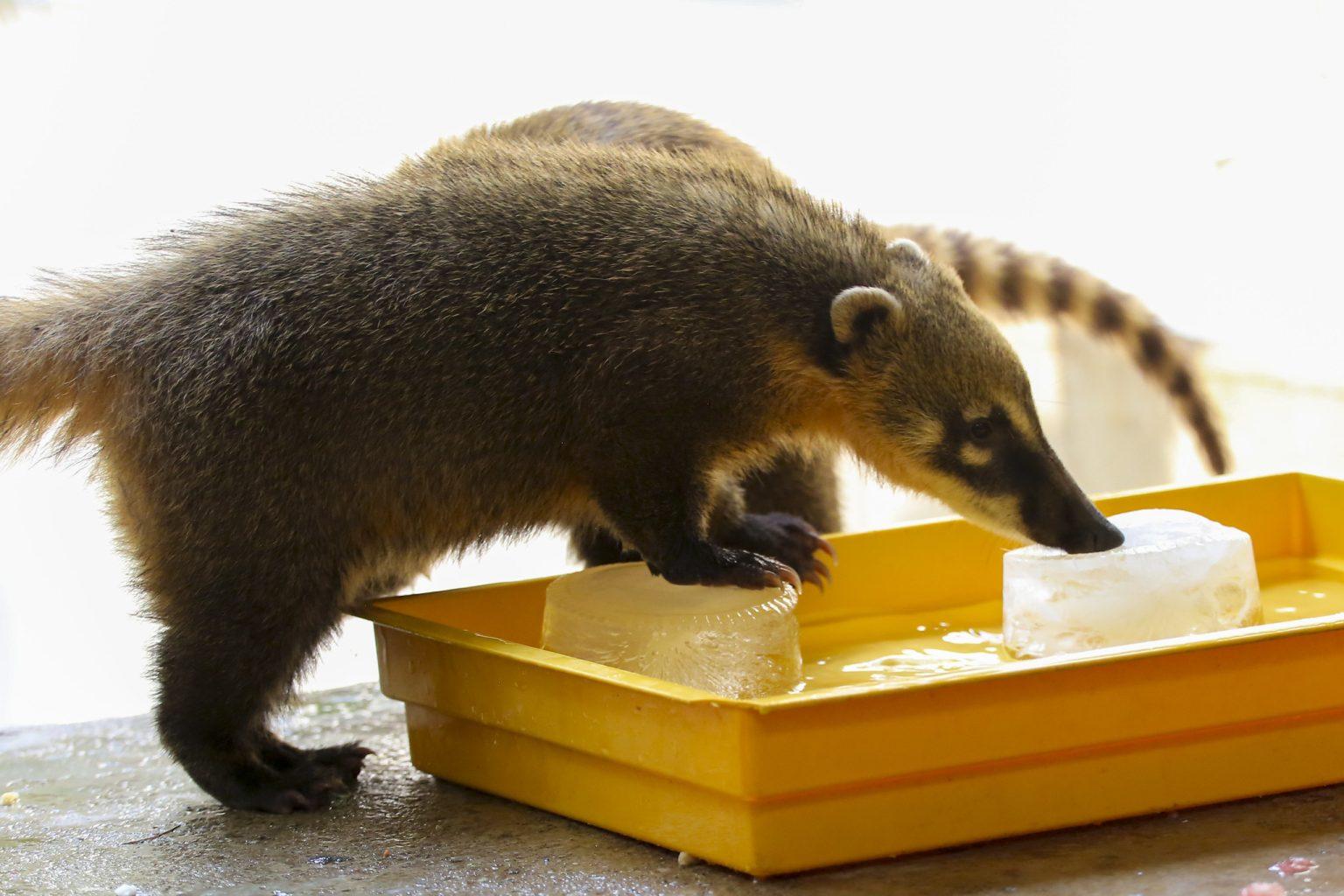 Animais ganham ‘picolé’ de frutas e banho de chuva artificial para enfrentar tempo seco em SP