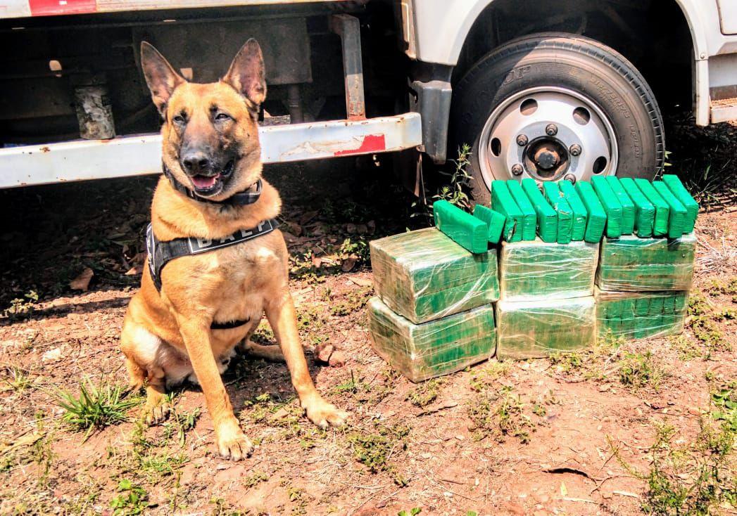 Cão farejador encontra maconha escondida em veículo no interior de SP