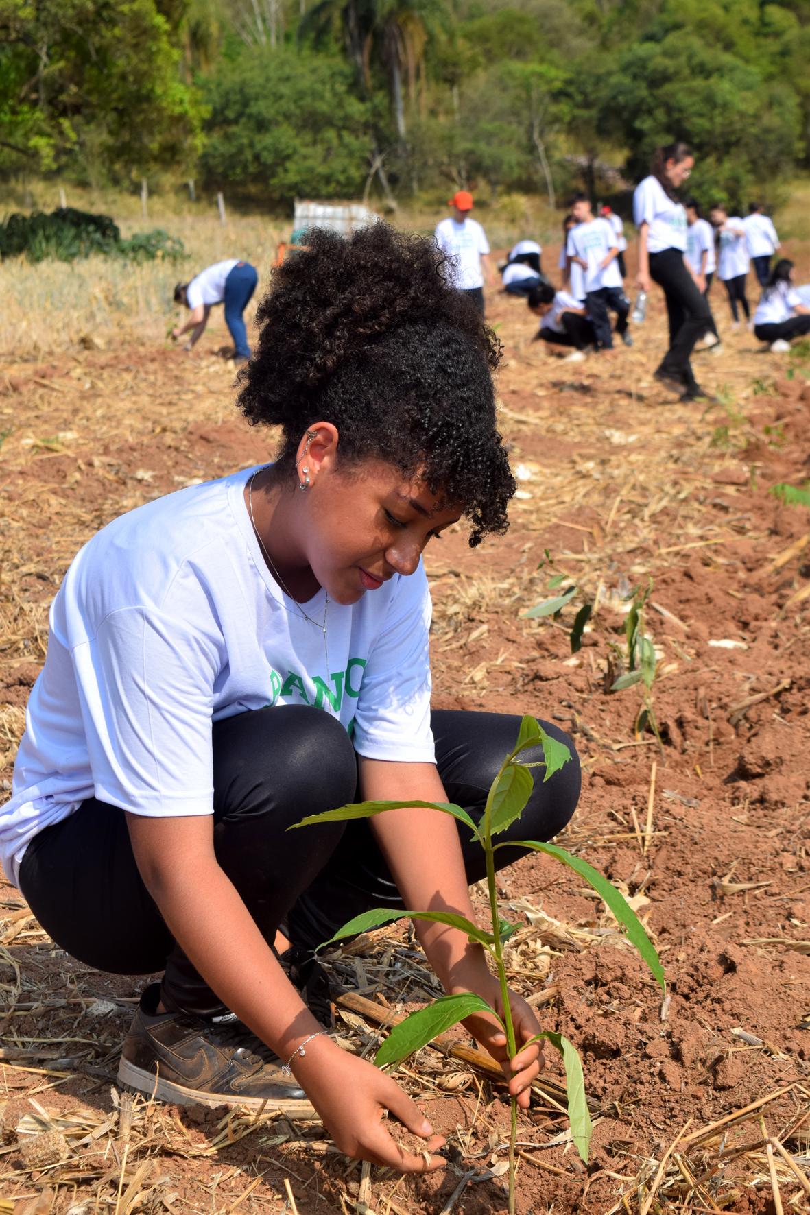 Dia da Árvore: Rota das Bandeiras atinge marca de 500 mil mudas plantadas