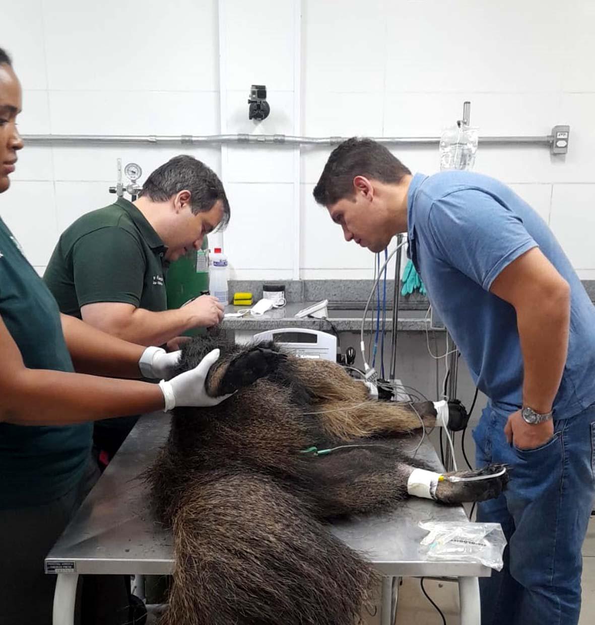 SP monta rede de atendimento para animais silvestres vítimas das queimadas