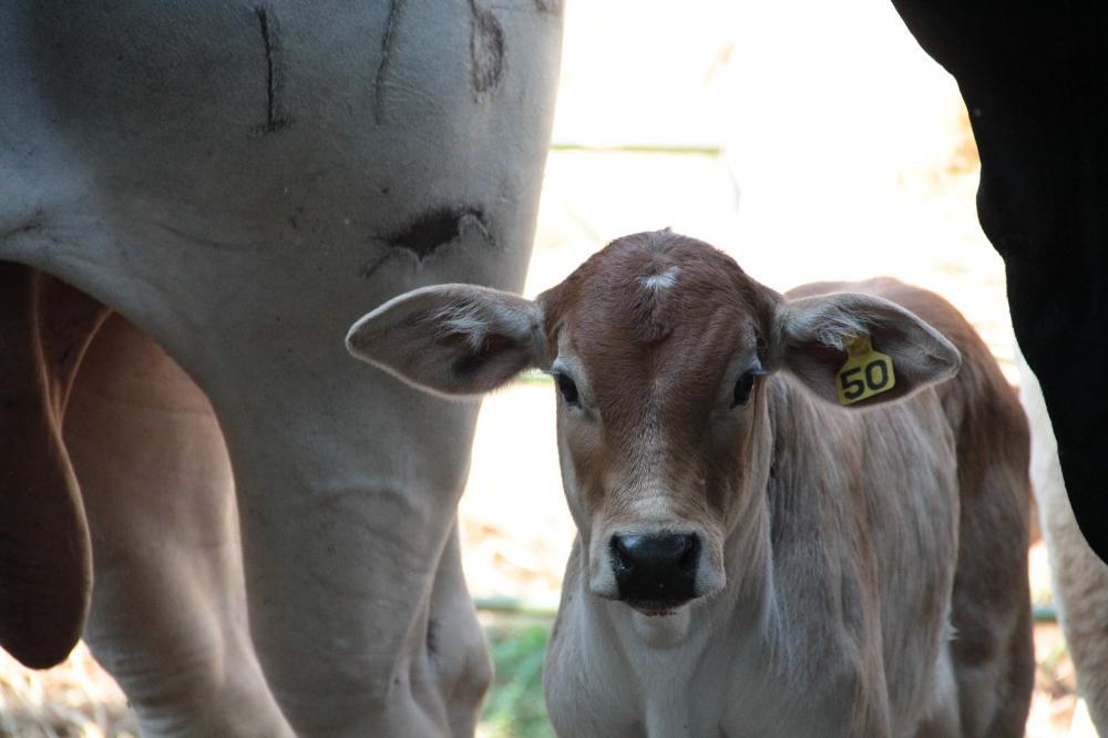 Marcação de bovinos a fogo deixa de ser obrigatória em São Paulo