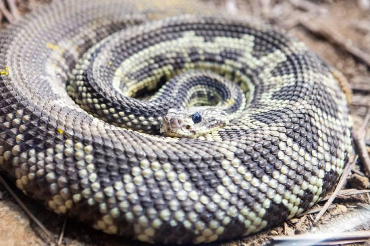 Por que as cobras têm ‘sangue frio’? Entenda como funciona a temperatura corporal desses animais