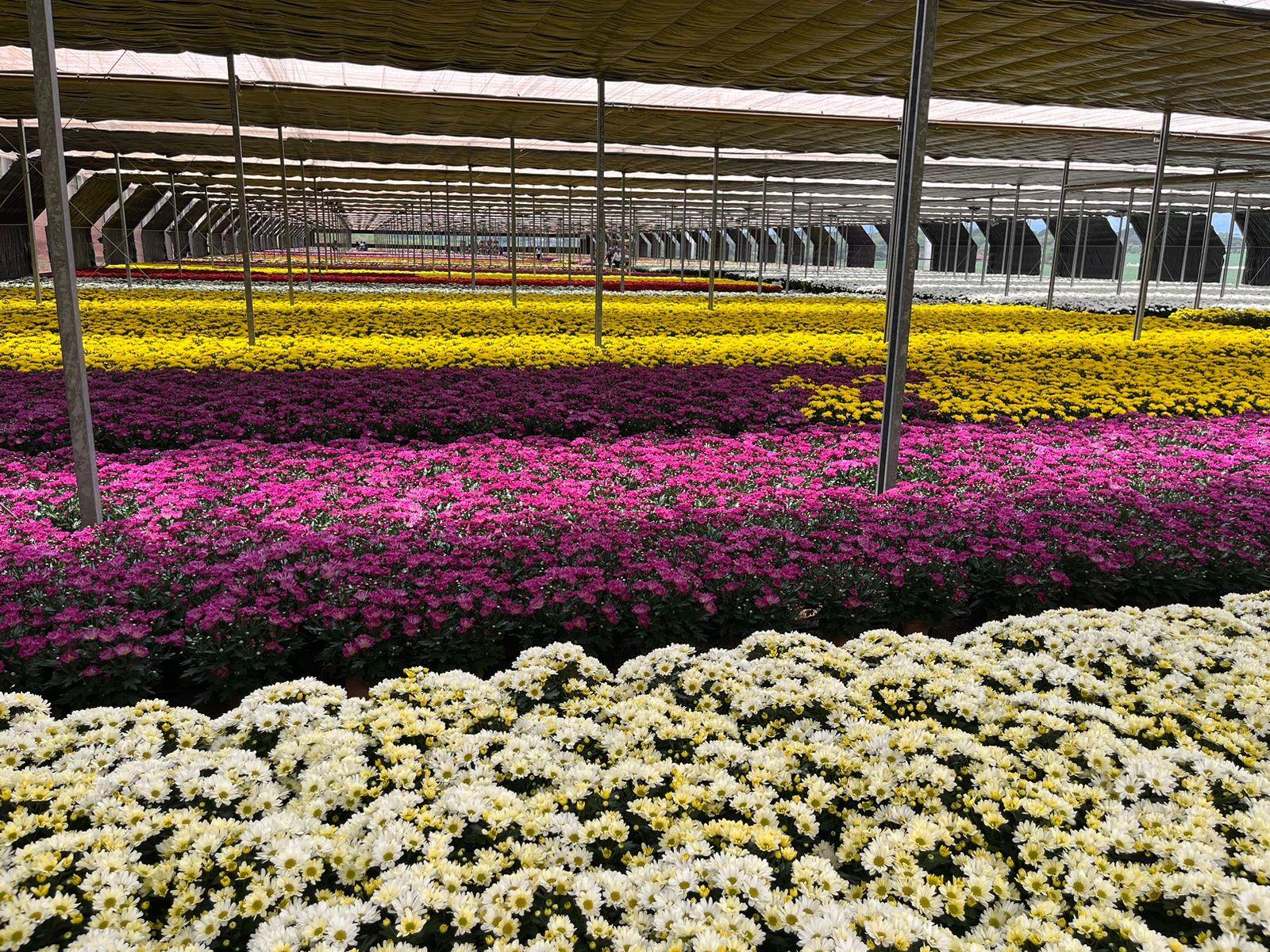 Venda de flores para Finados aumenta 6% e crescem novas formas de homenagens