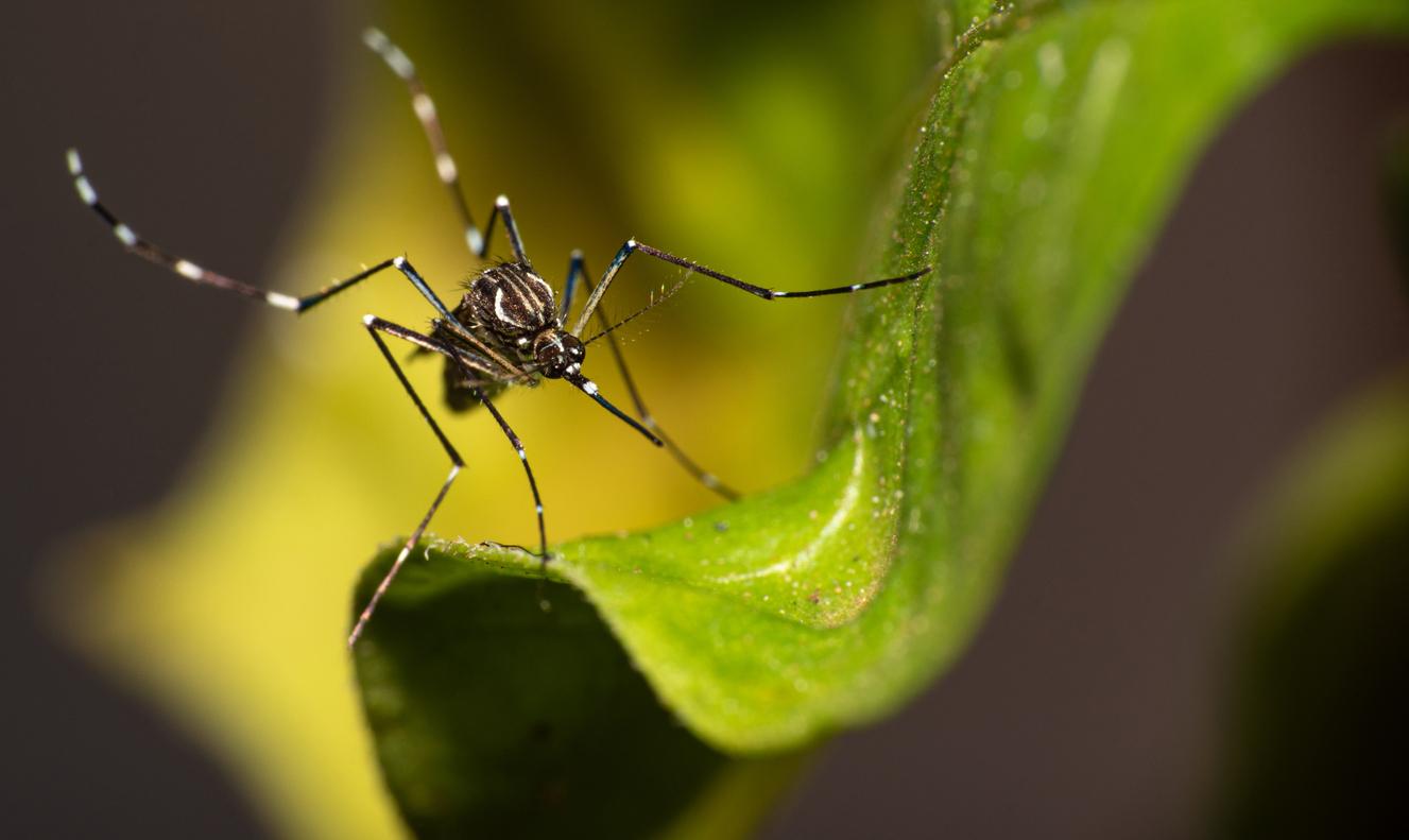 Dia D e ações de prevenção à dengue marcam semana estadual de combate ao Aedes