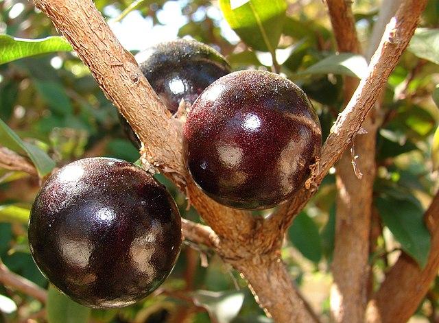 Estudo de SP aponta que casca de jabuticaba melhora características nutricionais do pão