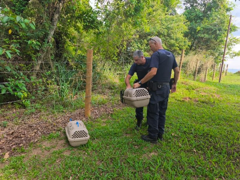 Gapa realiza soltura de animais silvestres