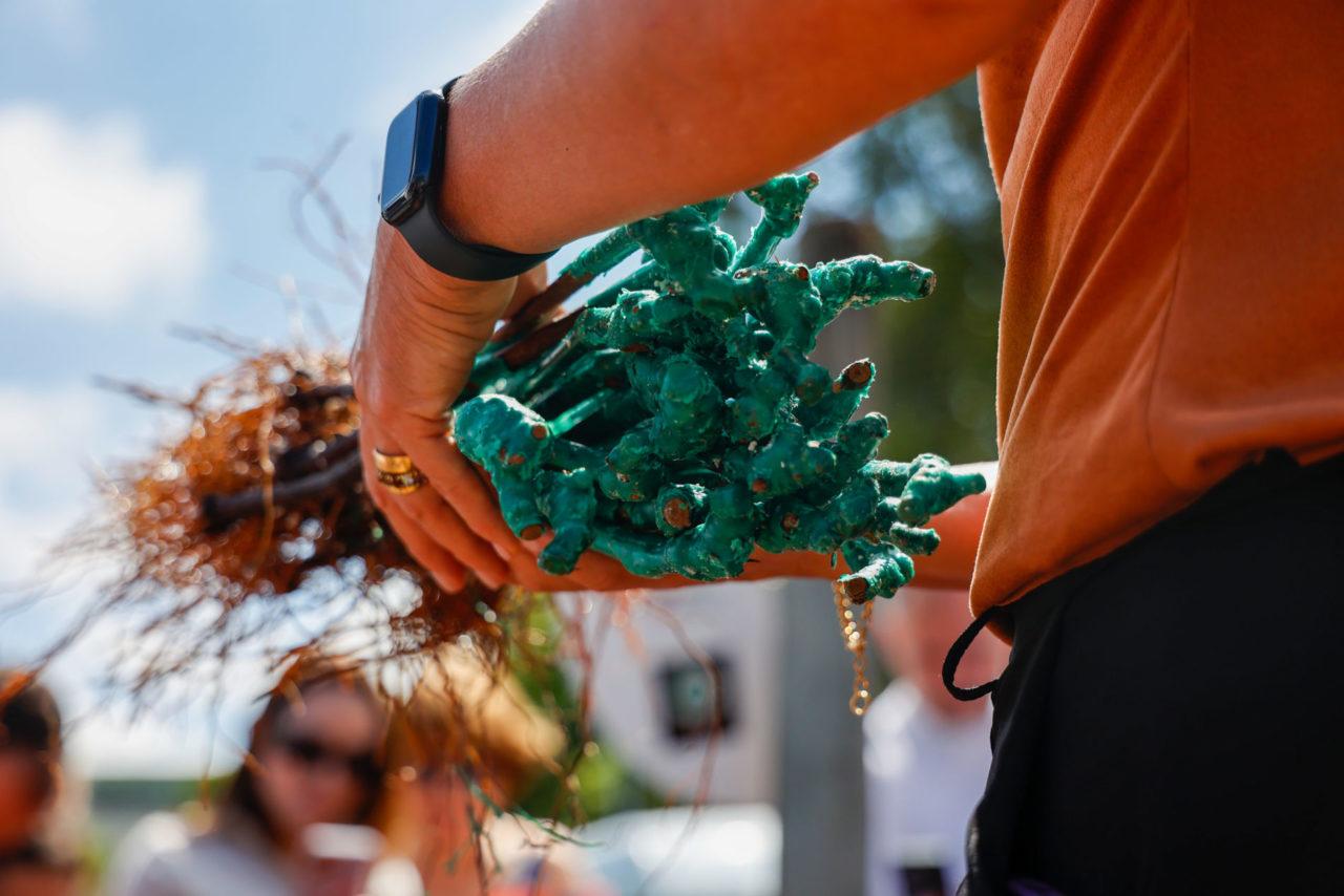 Jundiaí recebe 210 mudas da uva italiana Tocai Rosso