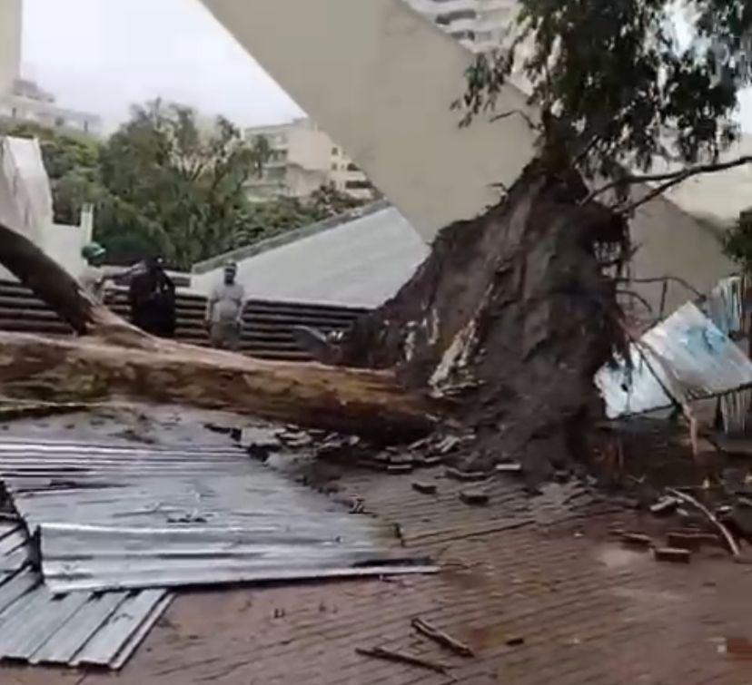 Árvore de grande porte cai no “Centro de Convivência” em Campinas