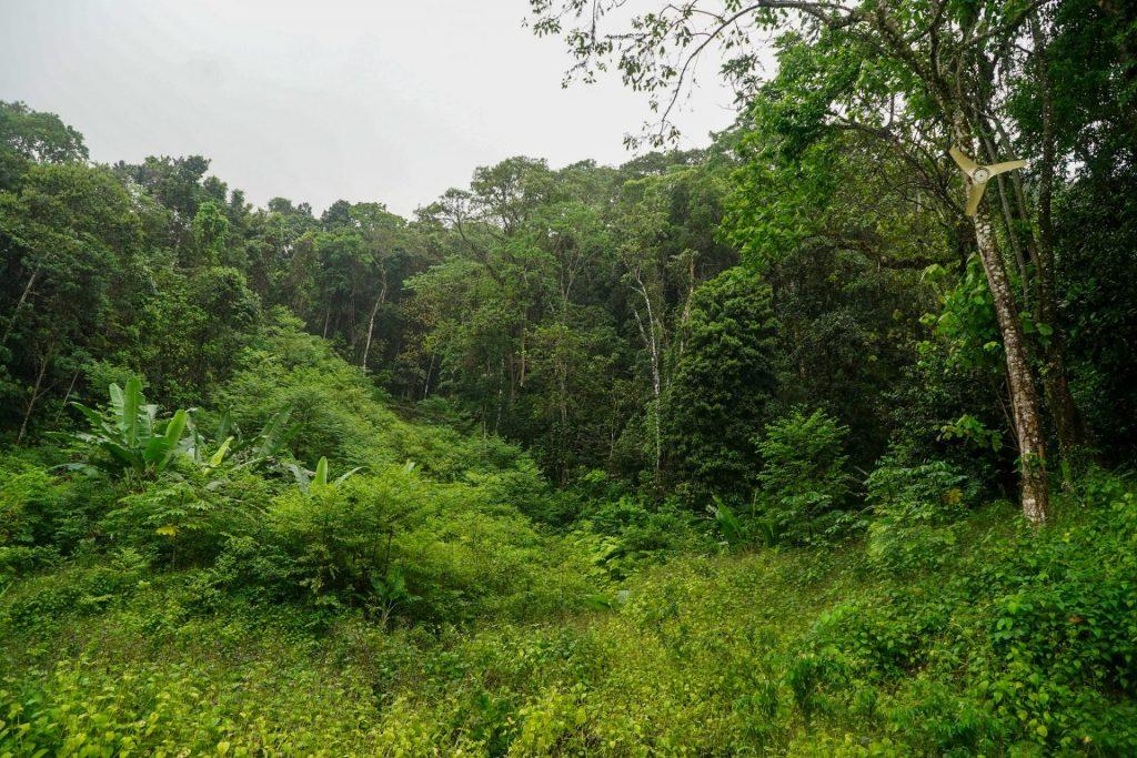 Estado de SP restaura área equivalente a 16,5 mil campos de futebol em dois anos