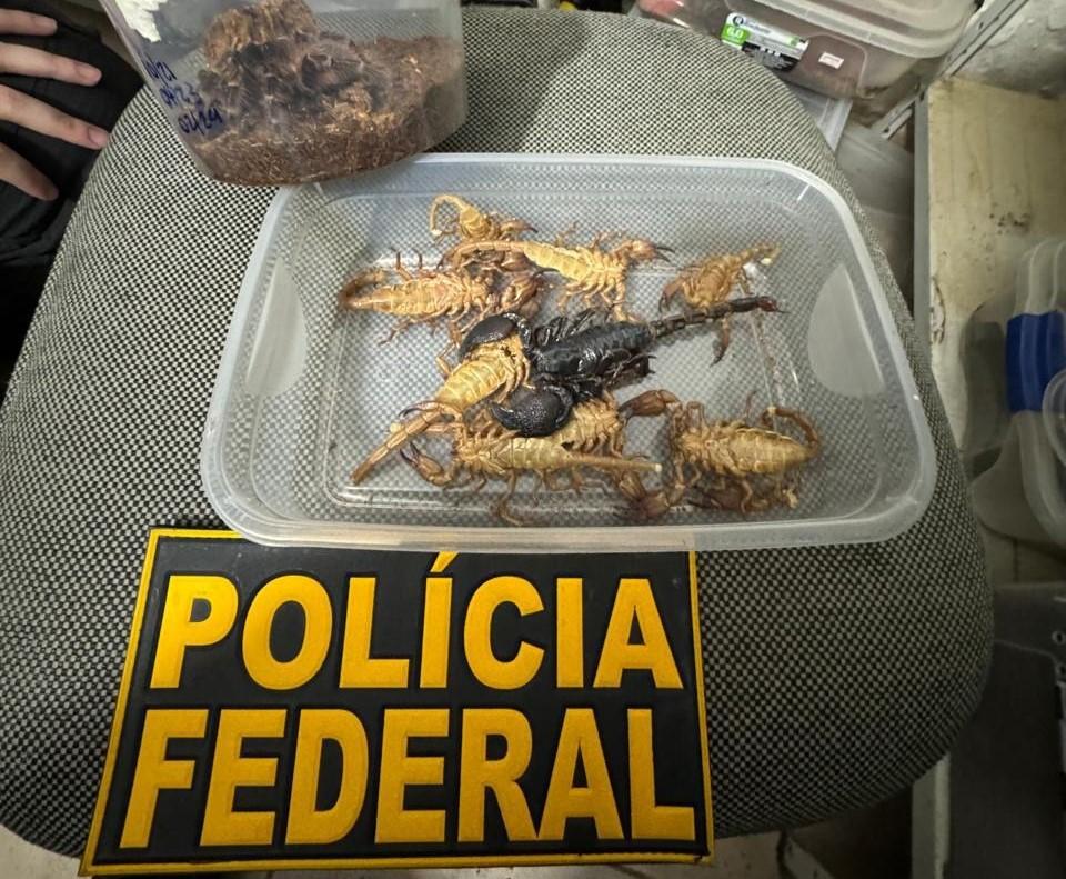 MPF denuncia à Justiça morador de Campinas que mantinha mais de 500 animais silvestres em casa