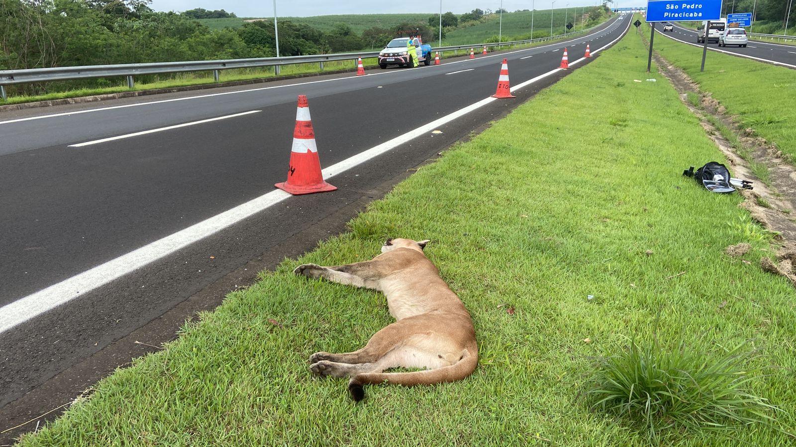 Onça-parda é atropelada em rodovia de Águas de São Pedro