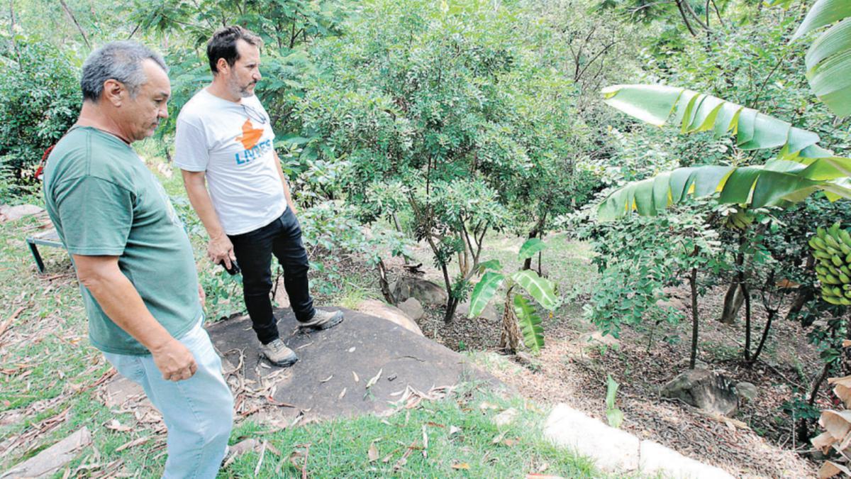 Serra dos Cocais começa a receber plantio de árvores nativas em janeiro