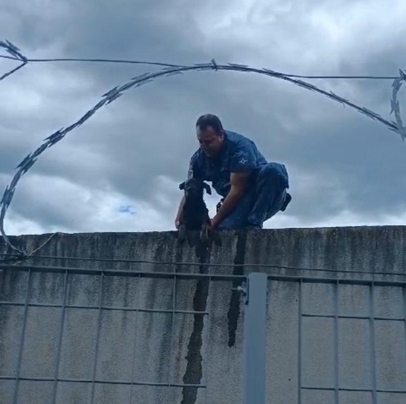 Cachorro é resgatado de estação de tratamento de água em Sumaré