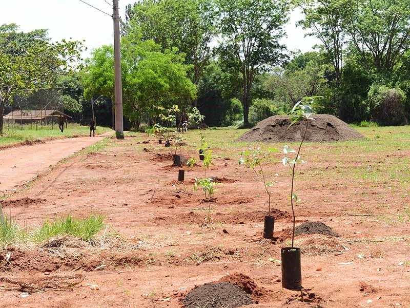 Campinas tem recorde de plantio de árvores em 2024: 207.436 novas mudas