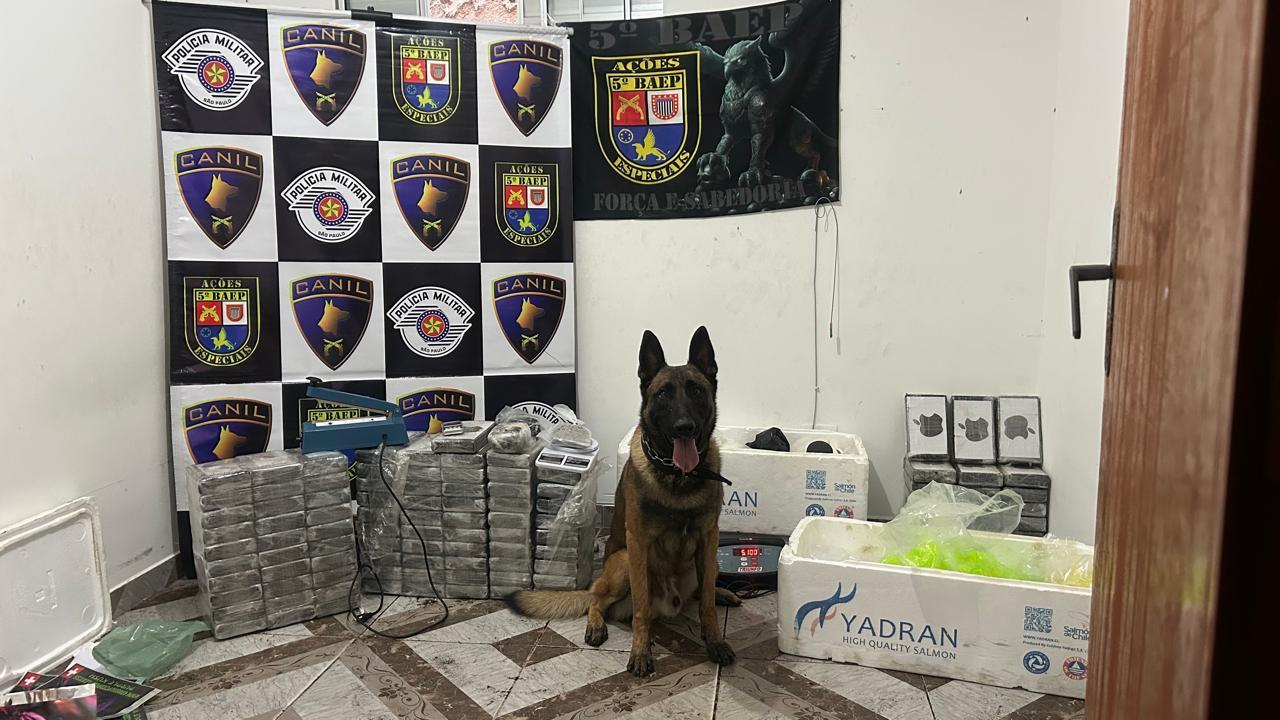 Cão farejador do Baep ajuda PM a encontrar mais de 100 tabletes de cocaína