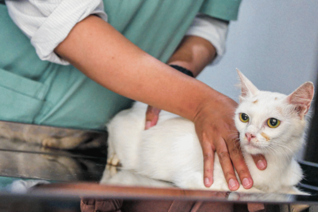 Seu pet foi picado por um animal peçonhento? Veja dicas do Butantan