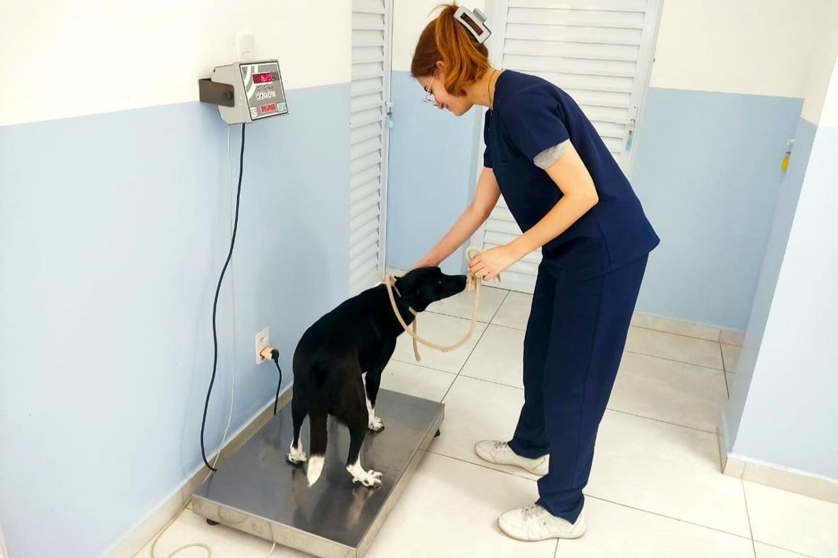 Cobema realiza 3,2 mil castrações de cães e gatos em 2024