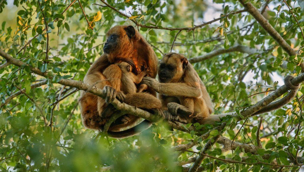 Governo de SP alerta sobre febre amarela e reforça a importância da proteção dos macacos