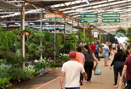 Mercado de Flores registra tendência por plantas mais resistentes e refrescantes no verão